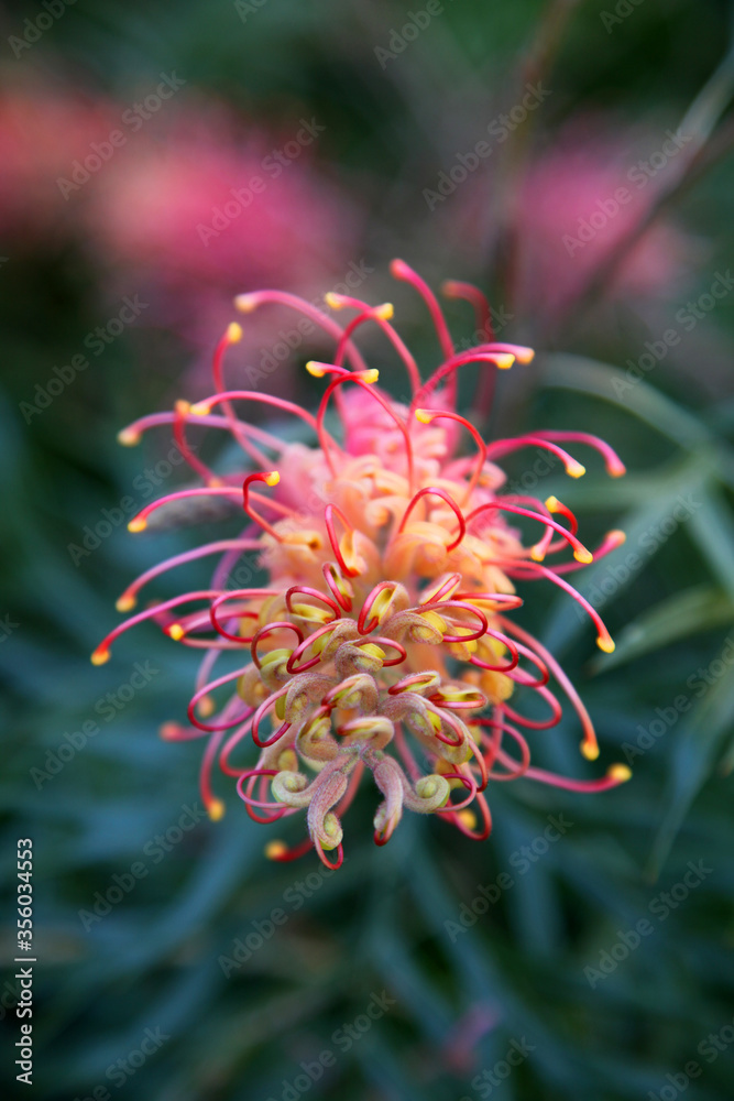 Beautiful pink and yellow Grevillea surrounded by green leaves