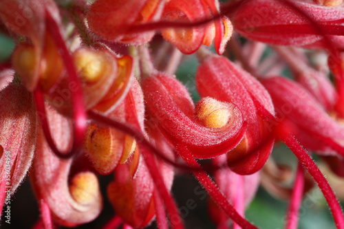 Extreme closeup of beautiful pink and yellow Grevillea surrounded by green leaves