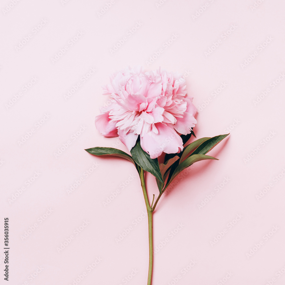 Beautiful pink peony. Spring or summer floral background. Minimal flat lay