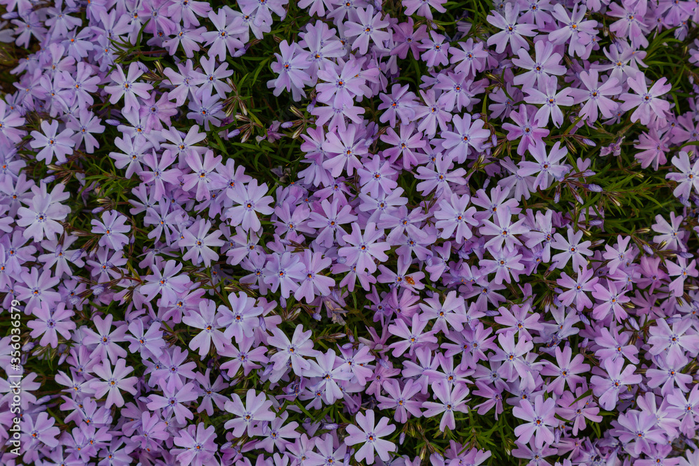 The background image is a garden flowerbed covered with small lilac flowers with an orange middle The background image is a garden flowerbed covered with small lilac flowers with an orange middle