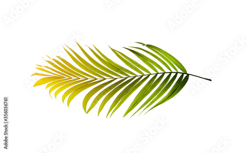 Green leaves of palm tree on white background