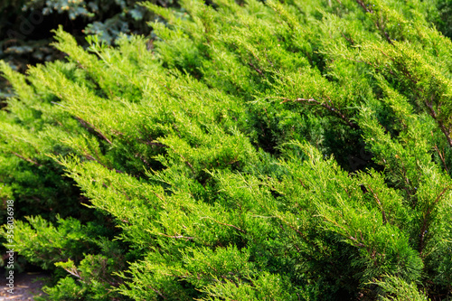 Natural background of the green juniper bushes