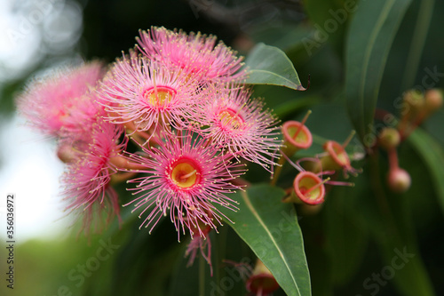 Принти на полотні Beautiful flowering gum tree in Australia