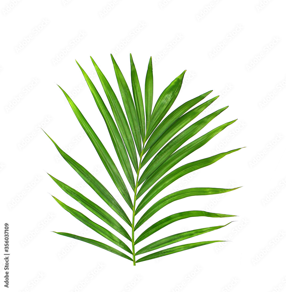 Green leaf of palm tree on white background Green leaf of palm tree on white background