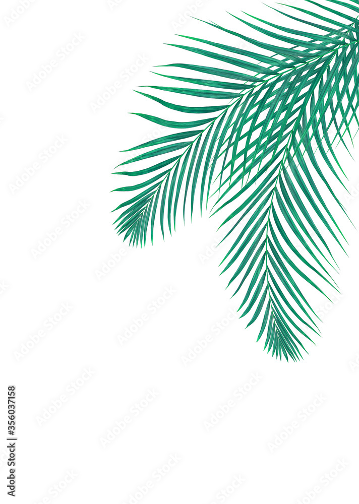 Green leaf of palm tree on white background Green leaf of palm tree on white background