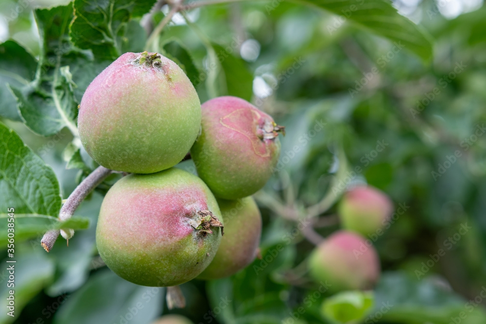 Apfelbaum mit kleinen grünen Äpfel im Frühling Apfelbaum mit kleinen grünen Äpfel im Frühling