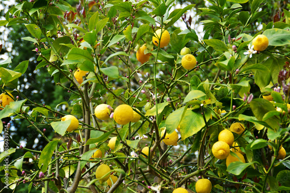 frische gelbe Zitronen mit grünen Blättern, Zitronenbaum, Zitronenbäumchen, Zitronen, lemon frische gelbe Zitronen mit grünen Blättern, Zitronenbaum, Zitronenbäumchen, Zitronen, lemon