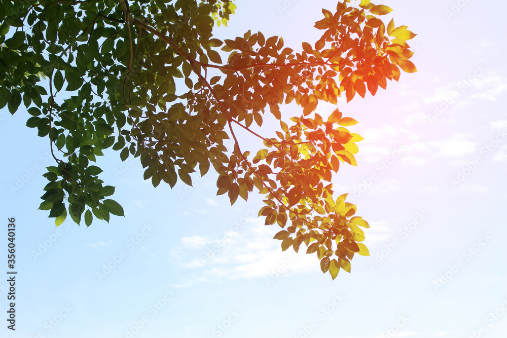 Obraz premium Green leafs in summer on blue sky with burst light