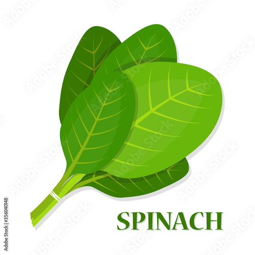 Spinach tasty fresh herb green leaves healthy food Vector Illustration