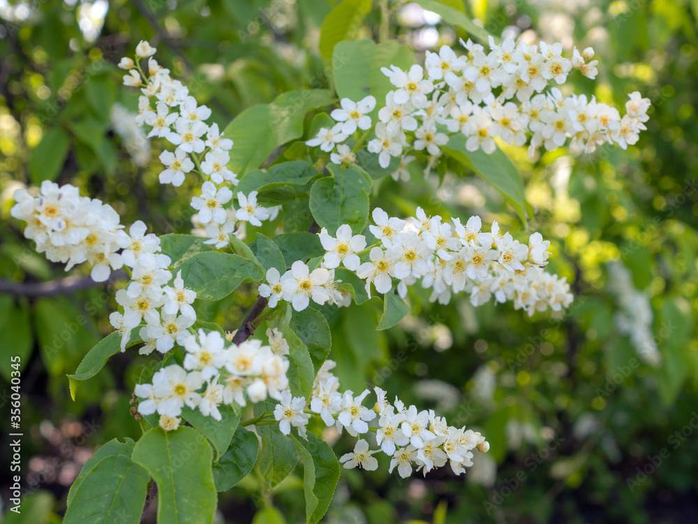 bird cherry in spring bird cherry in spring