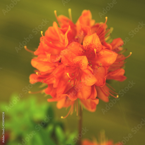 Beautiful bright oranage Azalea flowers photo