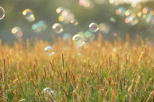 Soap Bubbles on green grass background