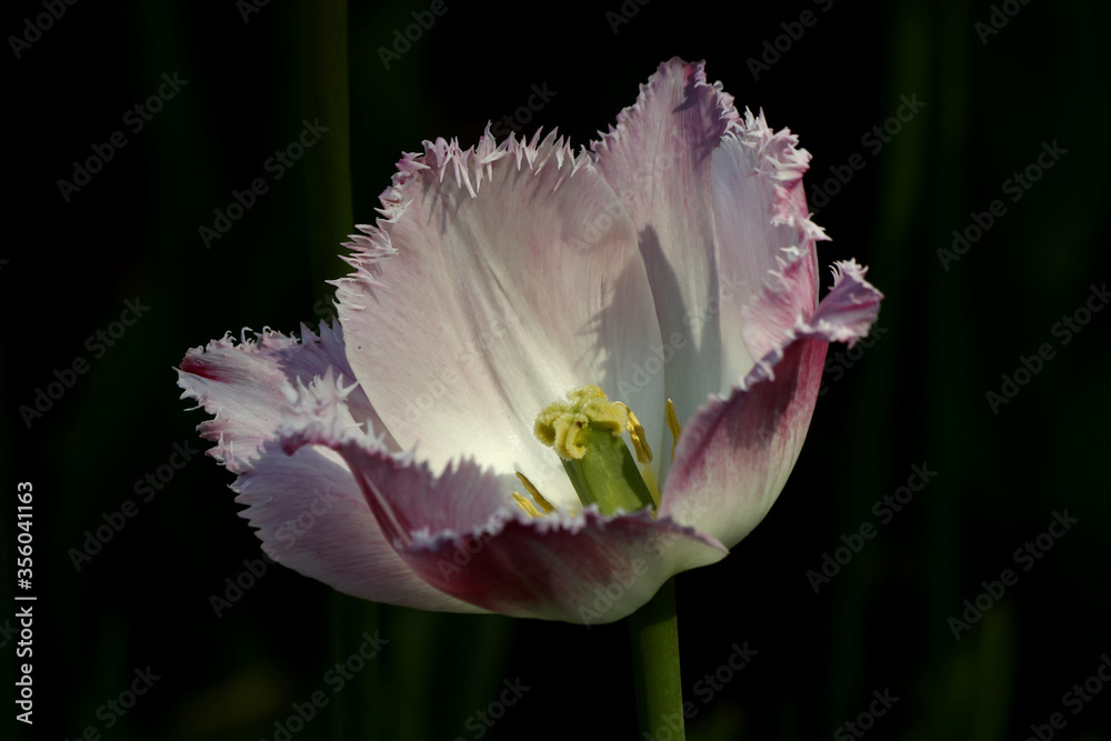 Fototapeta premium single pink tulip