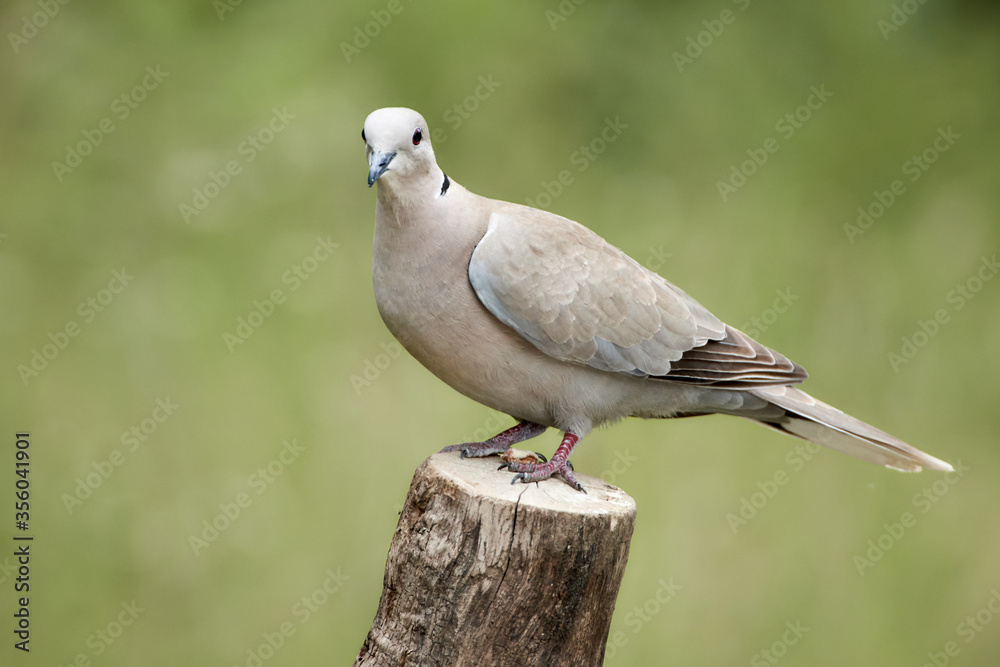 Fototapeta premium Eurasian collared dove perched on wood stump