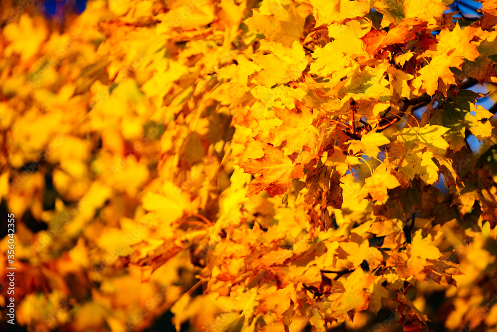 Autumn leaves background