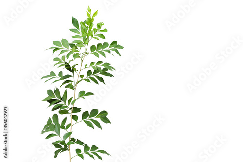 Fototapeta Naklejka Na Ścianę i Meble -  Orange jasmine branch with green leaves isolated on white background