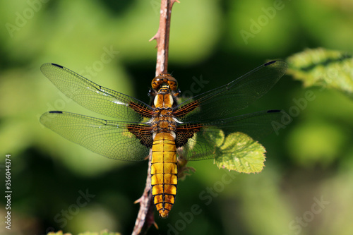 Female Broad Bodied Chaser dragonfly. Scientific name Libellula depressa.