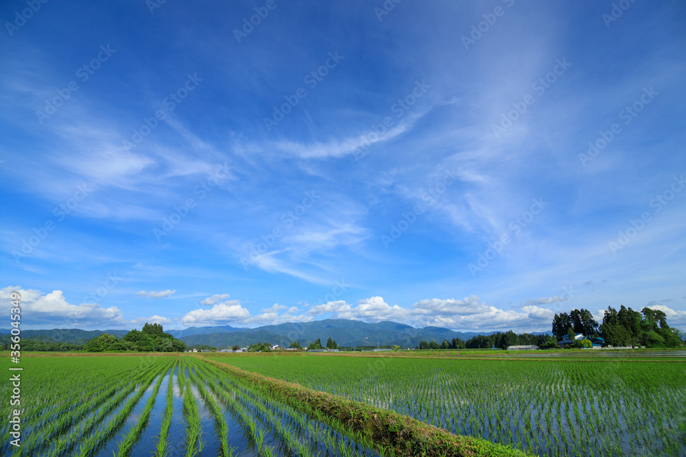 田植え後の水田　6月　稲の苗　青空