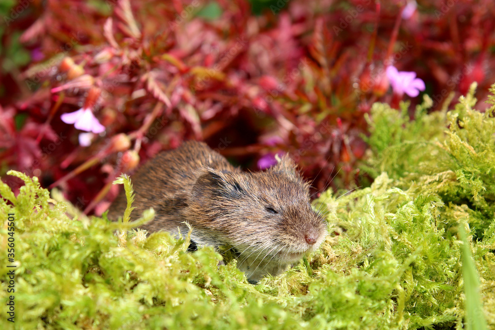 A Field Vole relaxing in the sunshine. Scientific name Microtus agrestis. The vole is resting on some green moss. A Field Vole relaxing in the sunshine. Scientific name Microtus agrestis. The vole is resting on some green moss.