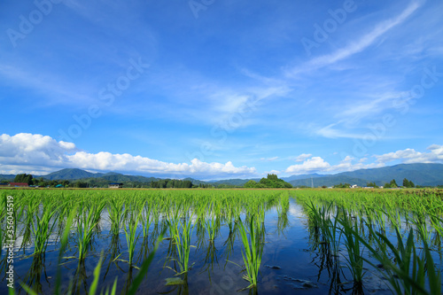 田植え後の水田　6月　稲の苗　青空