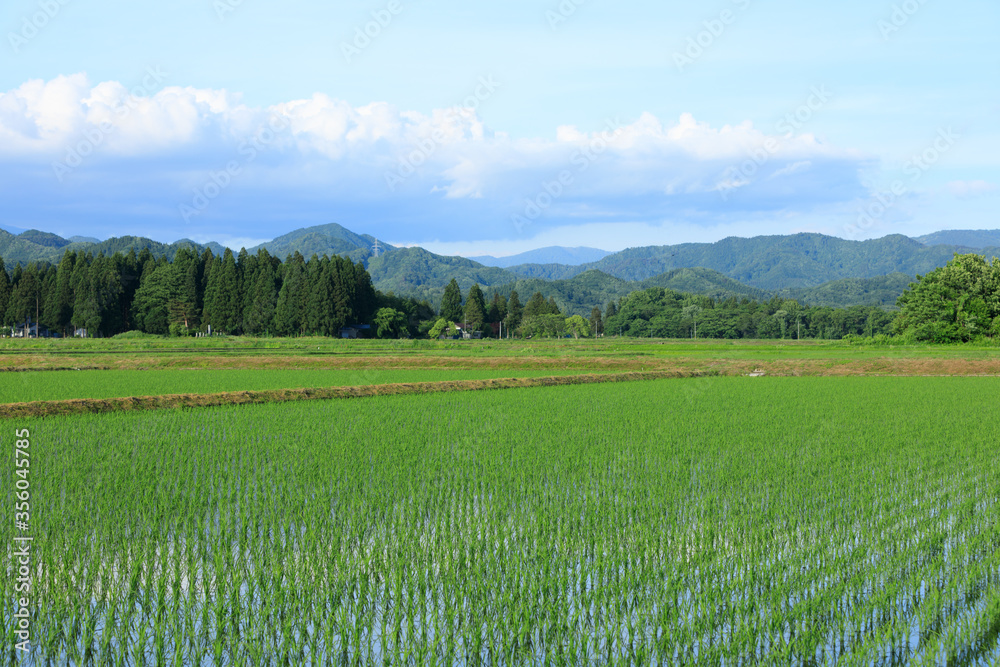 Fototapeta premium 田植え後の水田 6月 稲の苗 青空
