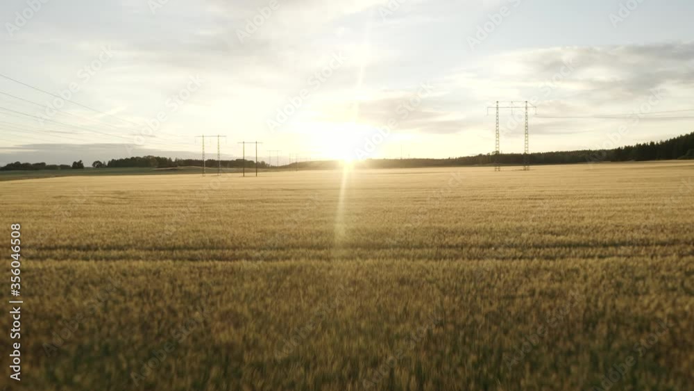 Slow aerial of golden weat fields with electrical lines at sunset Slow aerial of golden weat fields with electrical lines at sunset