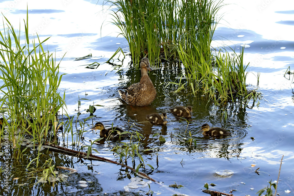Fototapeta premium frog in the pond