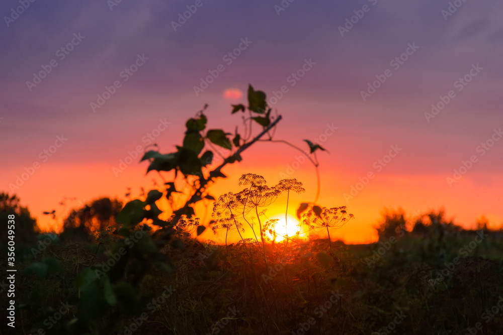 Silhouettes of dill stems and inflorescences against the setting sun