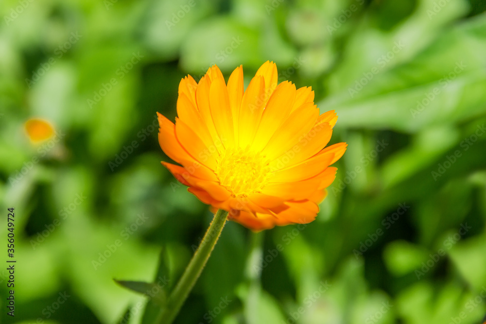 Flower of orange Calendula officinalis close-up in selective focus Flower of orange Calendula officinalis close-up in selective focus