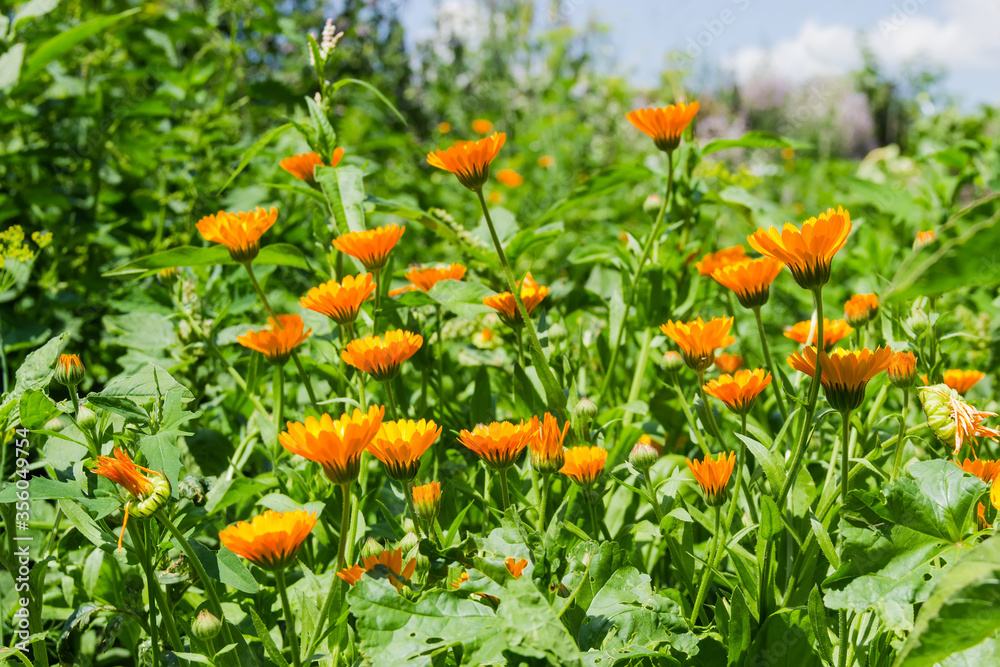 Bush of blooming orange Calendula officinalis Bush of blooming orange Calendula officinalis