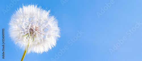 A white fluffy dandelion on background a blue sky. A round fluffy head of a summer plant with seeds. The concept of freedom  dreams of the future  tranquility. Banner  copy space.