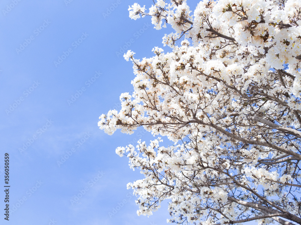 Beautiful white Ipe tree in blossom on blue sky