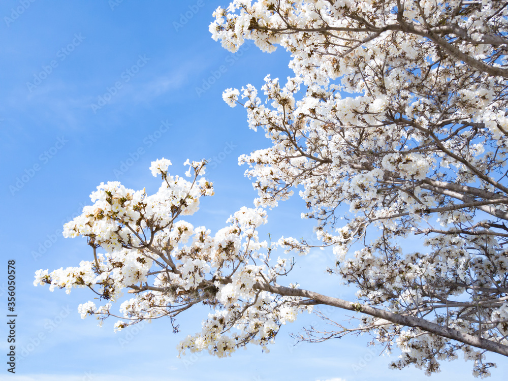 Beautiful white Ipe tree in blossom on blue sky Beautiful white Ipe tree in blossom on blue sky