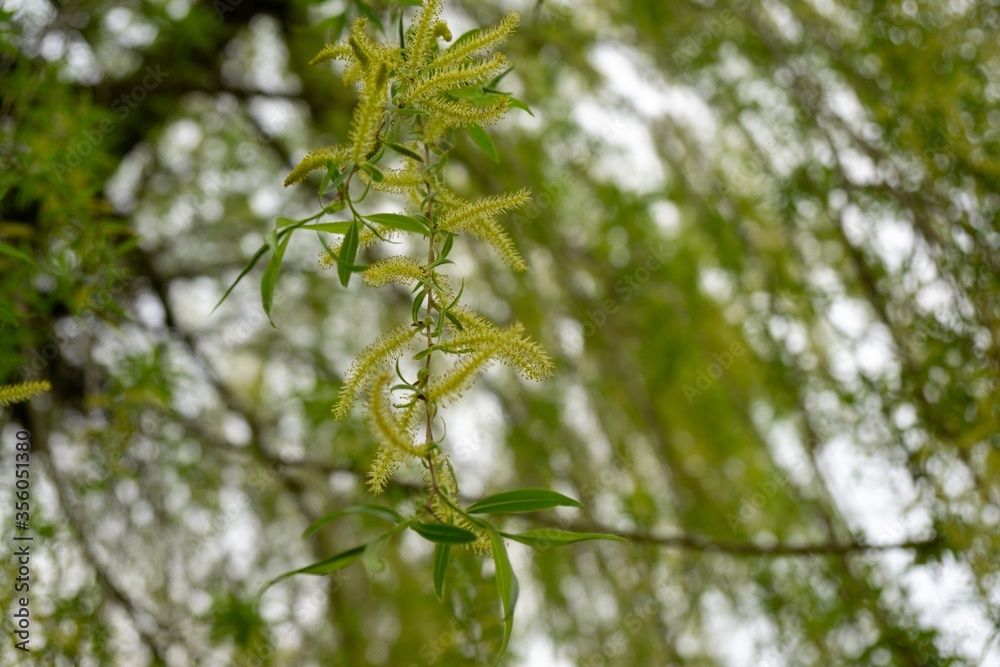 Leaves of the green willow tree. Slovakia Leaves of the green willow tree. Slovakia