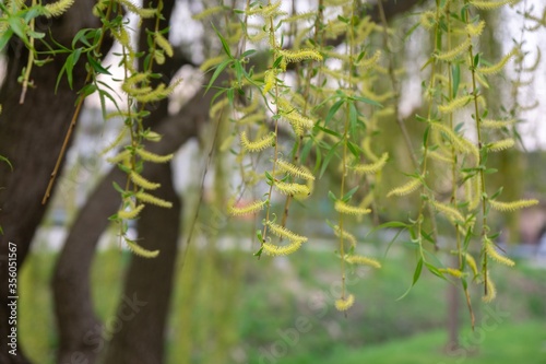 Leaves of the green willow tree. Slovakia photo