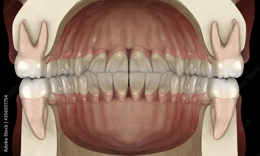 Healthy human teeth with normal occlusion, 3D Illustration Healthy human teeth with normal occlusion, 3D Illustration