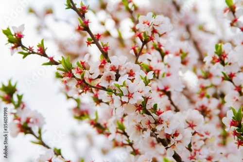 White Apricot blossom close up. Cherry Blossom, Peach Blossom.
