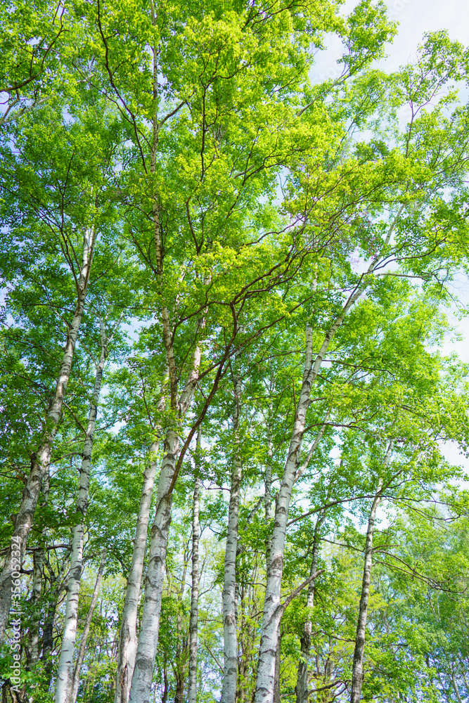 Obraz premium 白樺の並木道