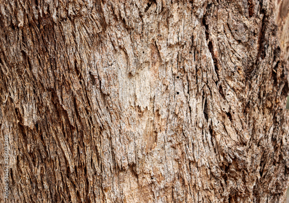 texture of the bark of a tree texture of the bark of a tree