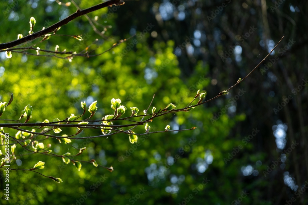 Beautiful green leaves of an oak tree in the nature. Slovakia Beautiful green leaves of an oak tree in the nature. Slovakia