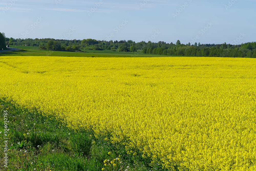 Yellow rapeseed field. Wide angle view of a beautiful field of yellow rapeseed field. Yellow canola field. Yellow rapeseed field. Wide angle view of a beautiful field of yellow rapeseed field. Yellow canola field.