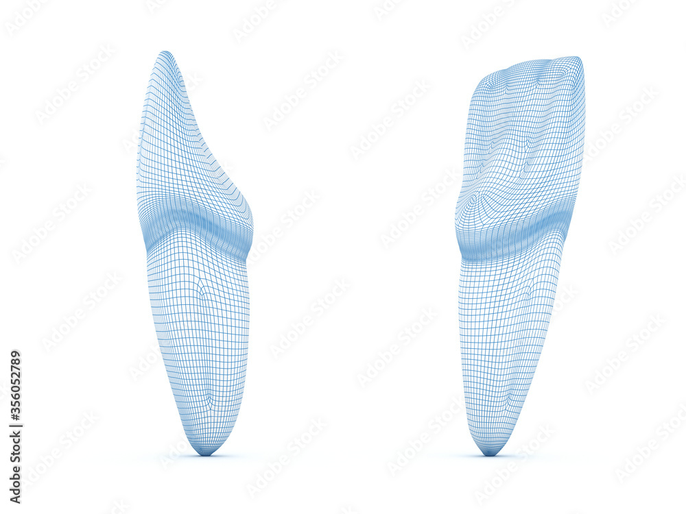 Morphology of maxillary central incisor tooth. Wired 3d illustration ...