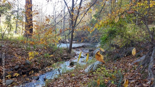 river in forest with leaves and trees