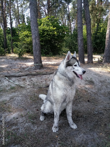 husky dog in the forest