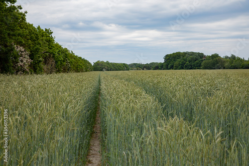 view out over the field with a way going into it