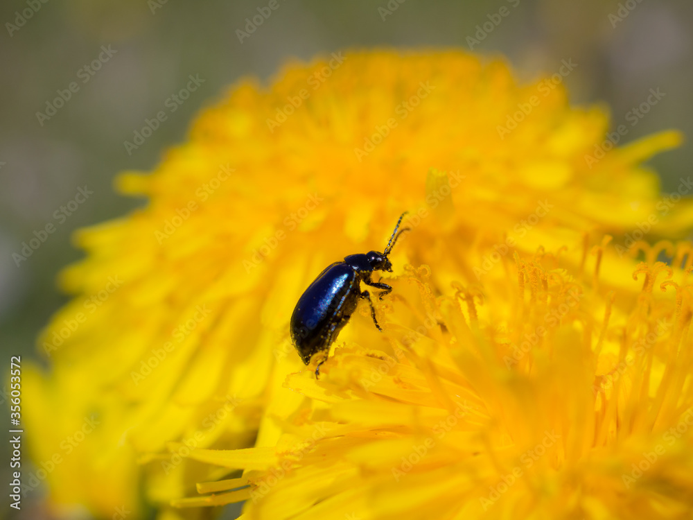 small beetle on a yellow dandelion small beetle on a yellow dandelion