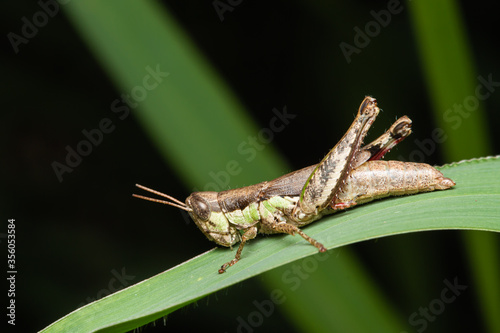 grasshopper nymph on grass leaf