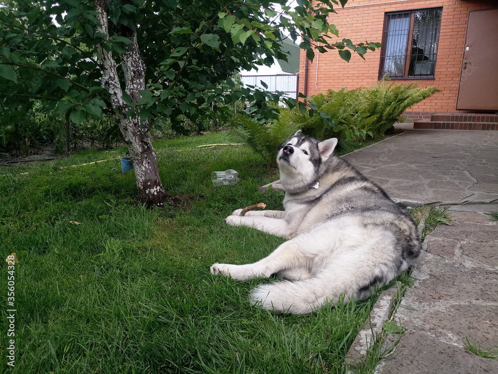 Fototapeta premium Husky dog lies in the grass near the house