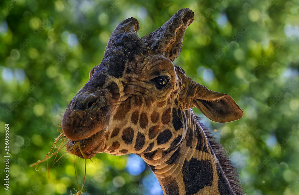 Obraz premium portrait of a giraffe in the city zoo