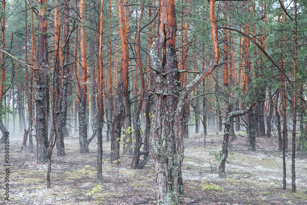Fototapeta premium Pine forest after rain. Fog. Haze. Blurred background. Selective focus.